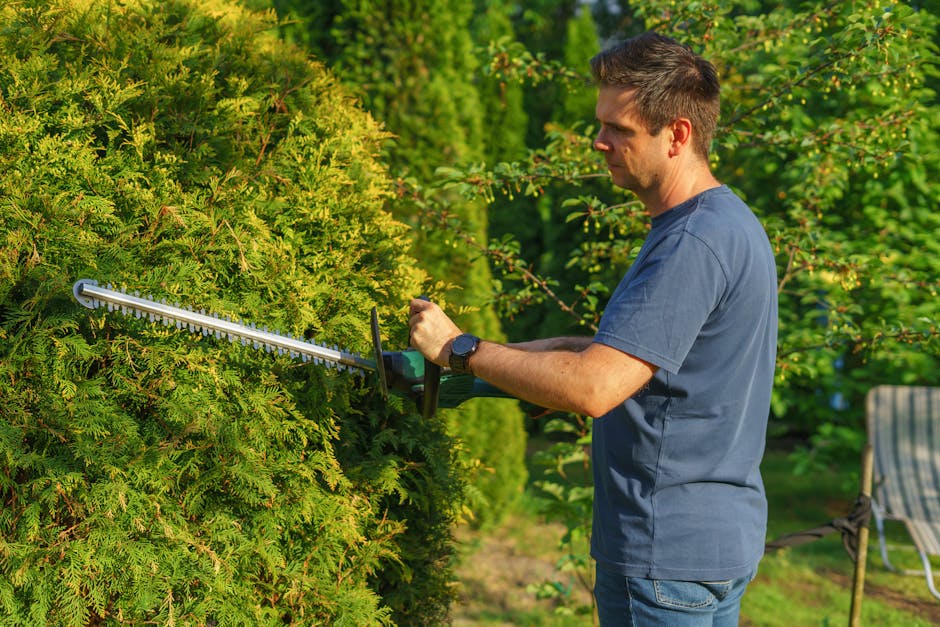 Landscaper carefully trimming and shaping hedge bushes